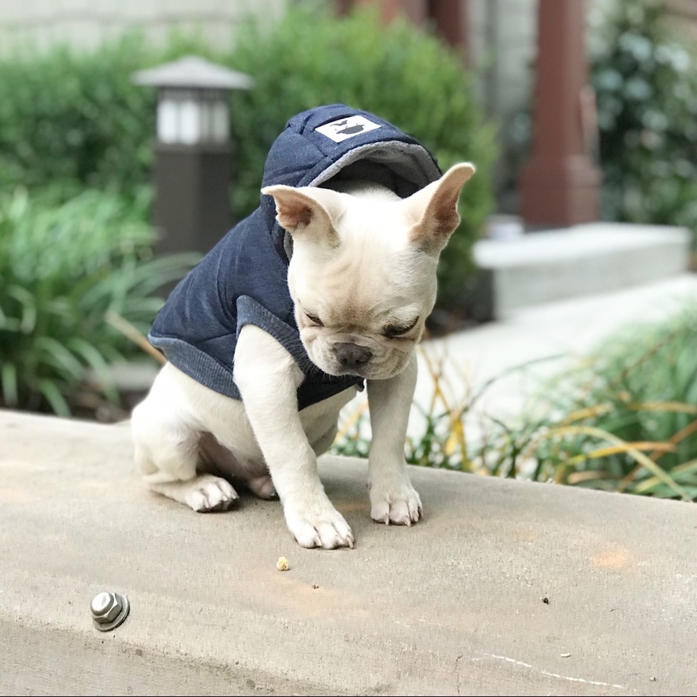 Winter Dog Coat